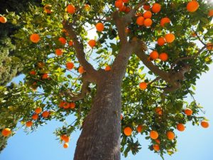 Dominikanische Republik Orangenbaum