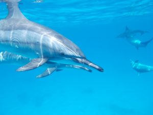 Puerto Plata Delfine